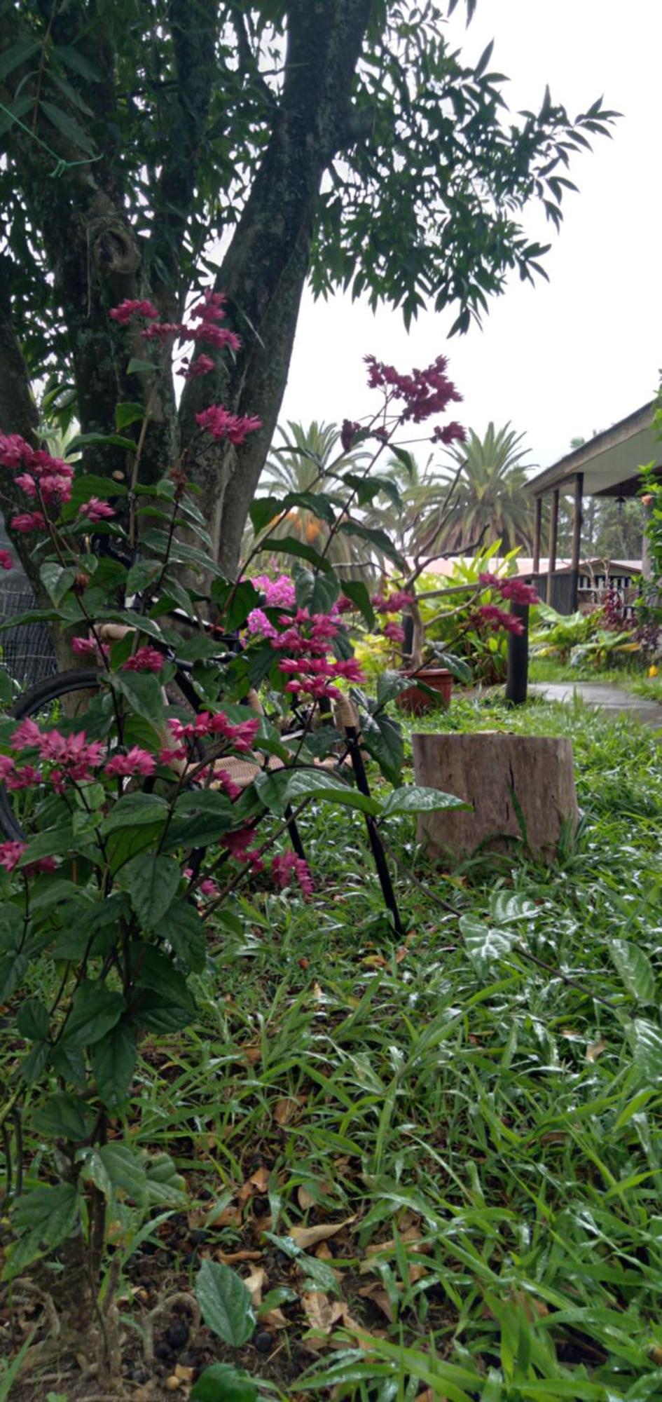 Hostal Tu'U Koihu Ханга Роа Екстериор снимка